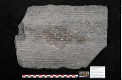 Foto (Objekt + Etikett) von Sigillaria elongata Brongniart (NHMW-GEO-2024-0188-11053)
